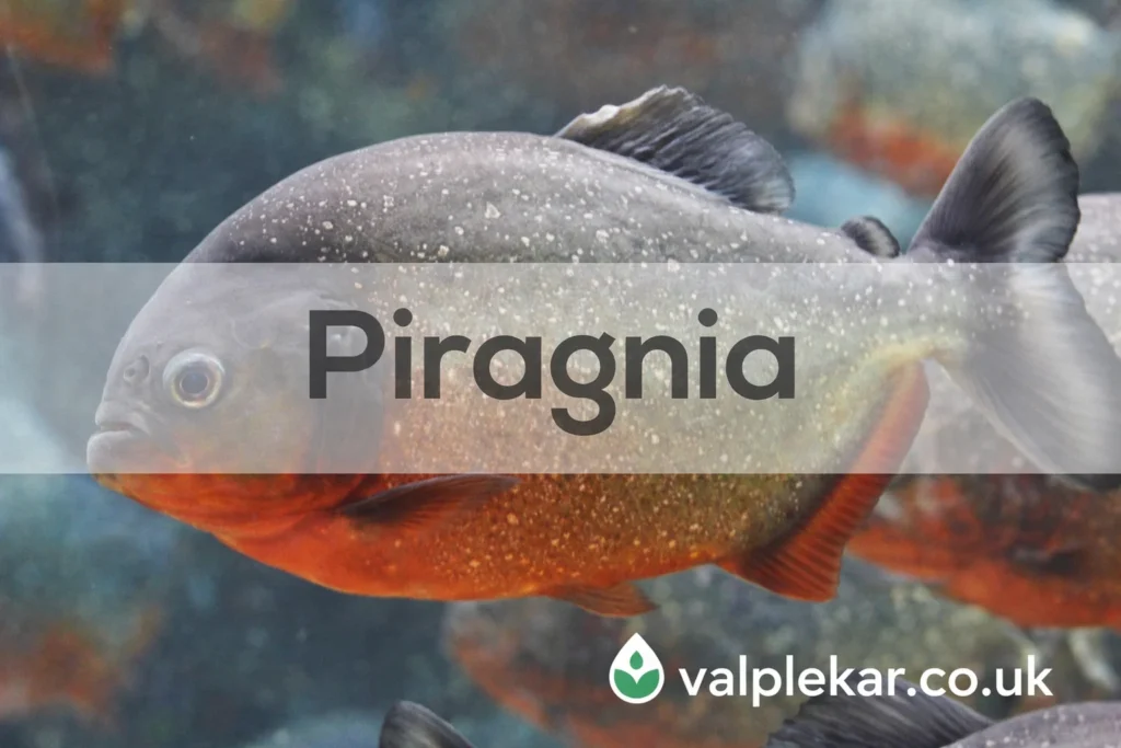 Piragnia Meaning, Origins, and Ecological Role Explained piragnia